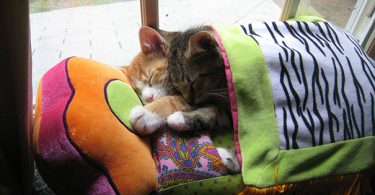 sleeping-kitties-46__605