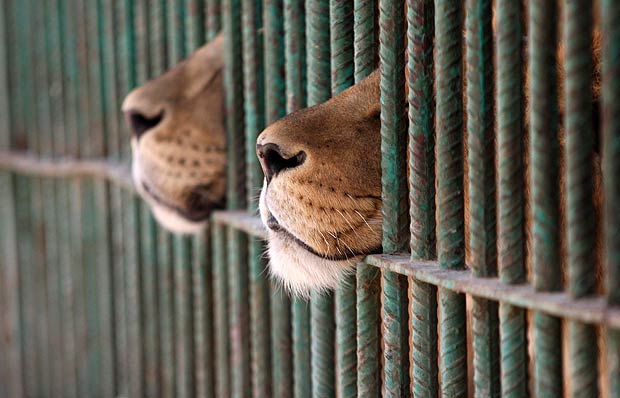 animali in circo