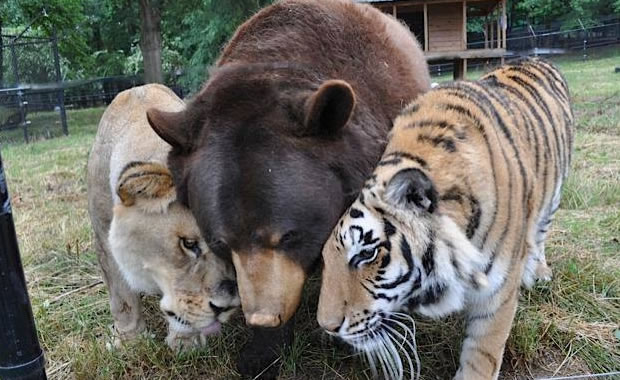 animali