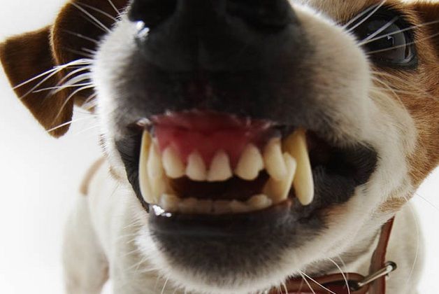 cane morde