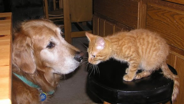 cani_e_gatti