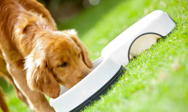 cibo cani