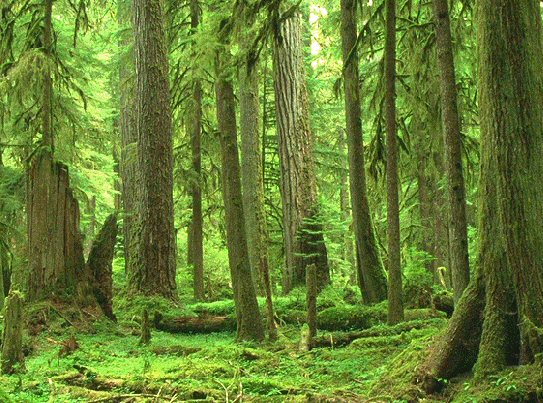 foresta