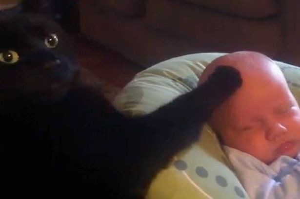 gatto addormenta bimbo