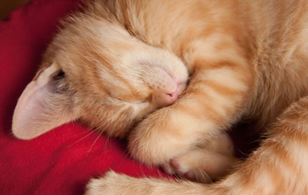 gatto che dorme video
