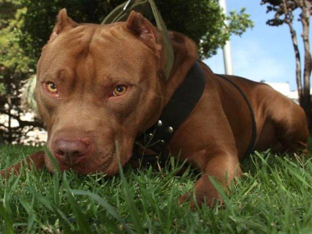 pitbull