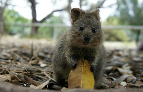 quokka