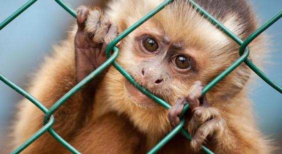 stop vivisezione