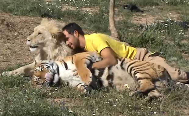 uomo leone tigre