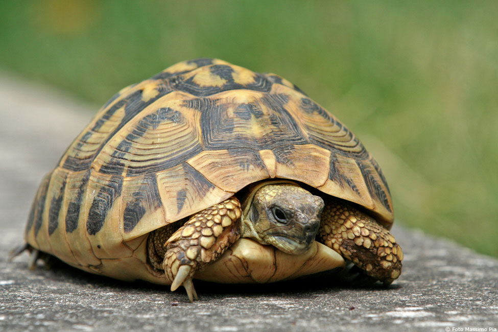 tartaruga