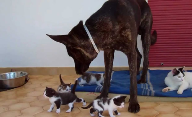 cane gatti