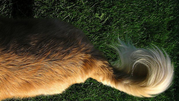 cane scodinzola