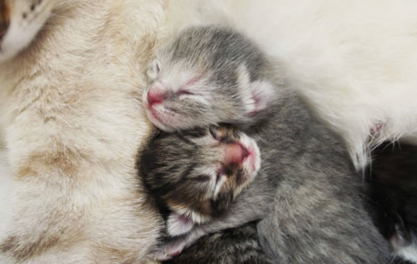 cuccioli gatti