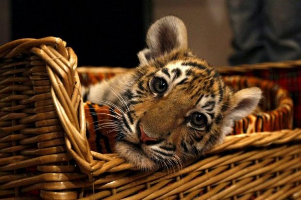 CUCCIOLO TIGRE