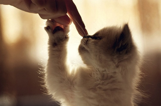 gattino gioca