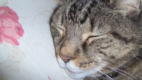 gatto che dorme