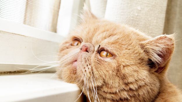 gatto
