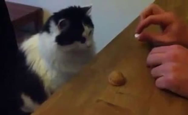 gatto-intelligente