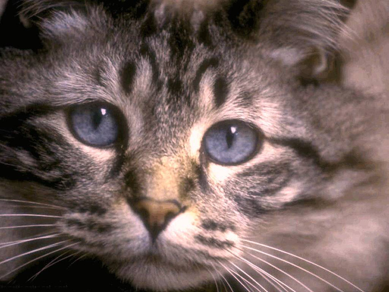gatto