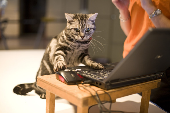 GATTO INTELLIGENTE