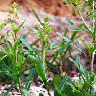 reseda minoica