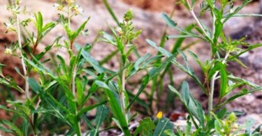 reseda minoica