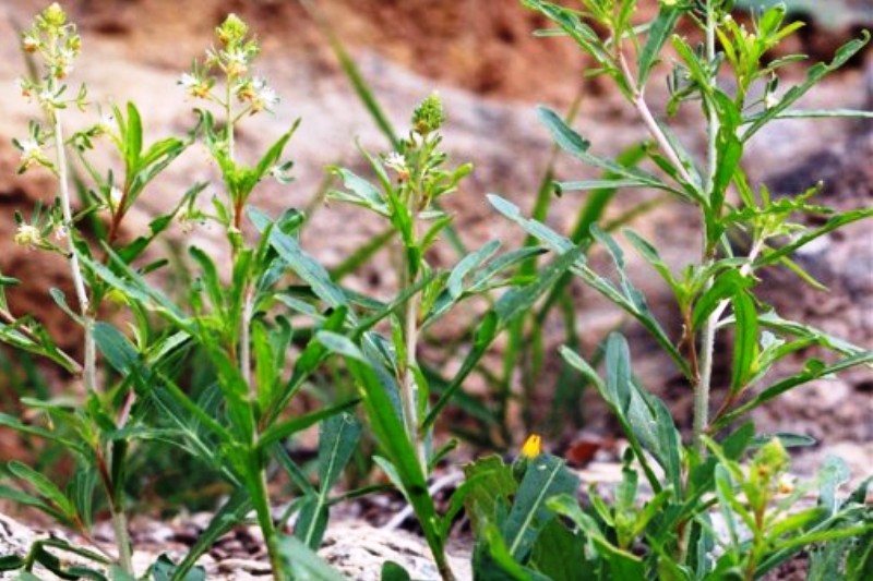 reseda minoica