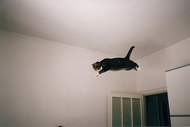 gatto