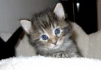 gatti