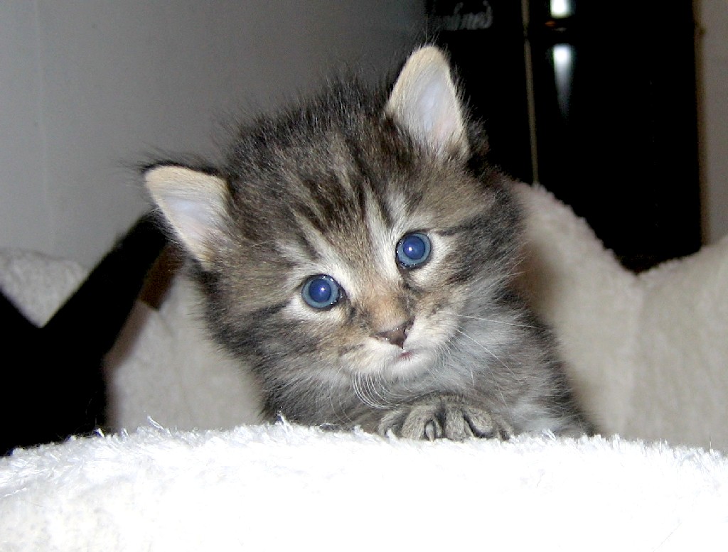 gatti
