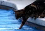 gatto cammina acqua