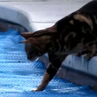 gatto cammina acqua