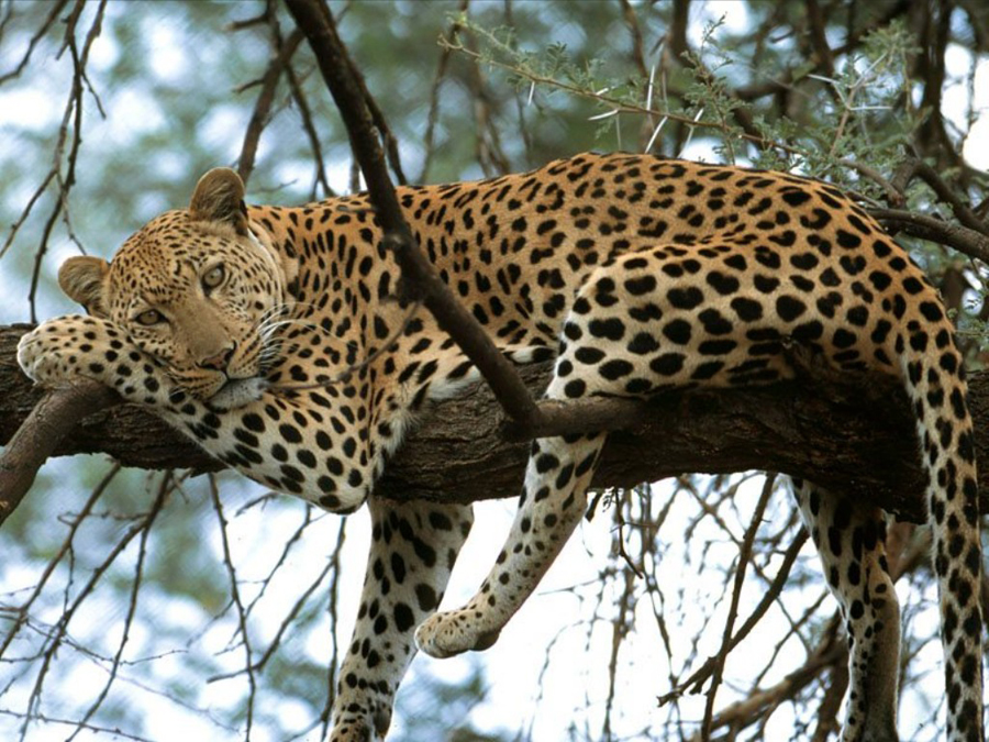leopardo