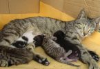 allattamento gatti