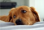 cane in ospedale