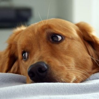 cane in ospedale