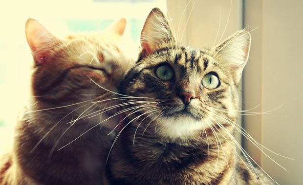 gatti in amore