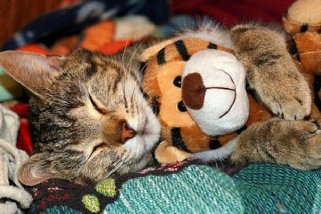 gatto