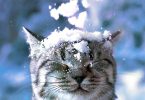 GATTO