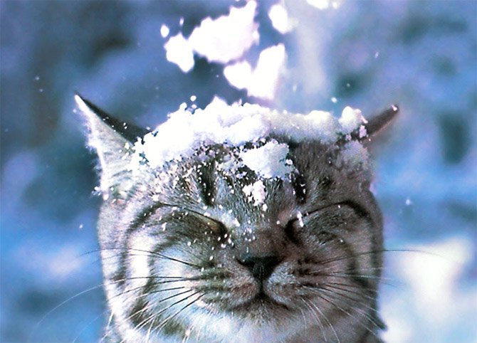 GATTO