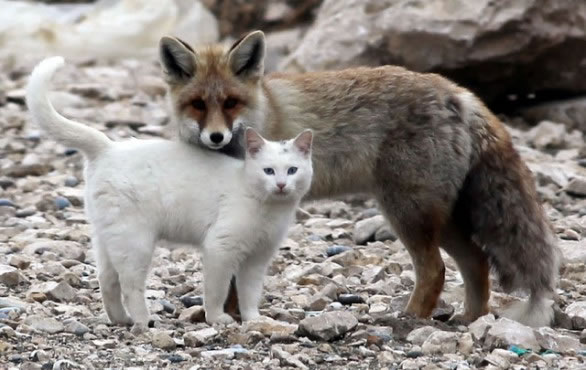 gatto e volpe