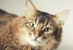 gatti