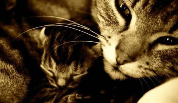 mamma gatta