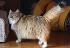 gatti