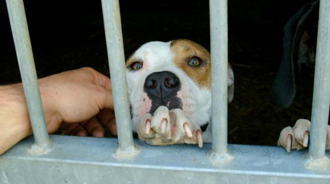 pitbull