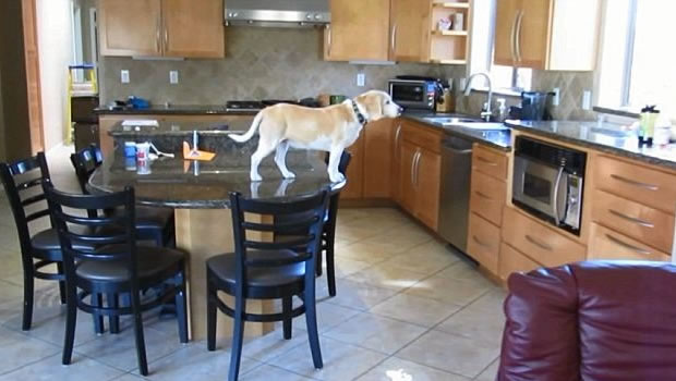 Beagle