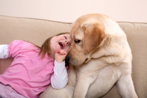 pet therapy