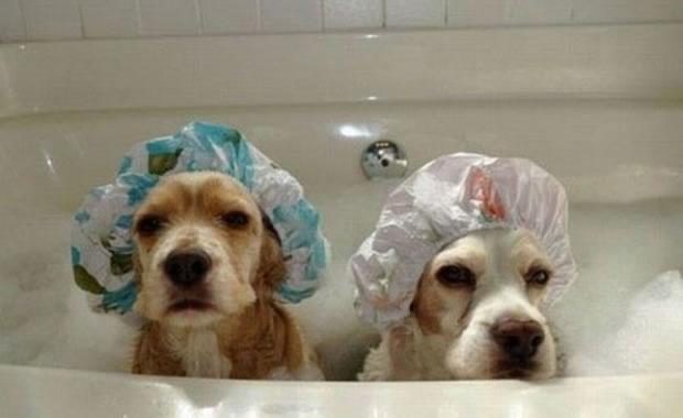cane bagno