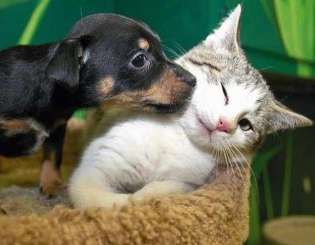 cane gatto
