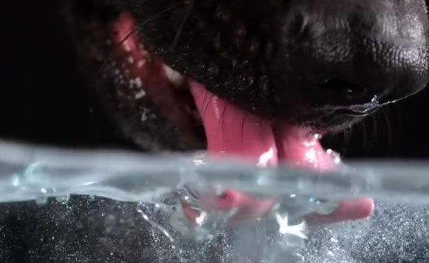 cani bevono slow motion
